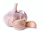 garlic2