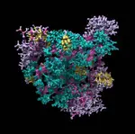 model of human insulin