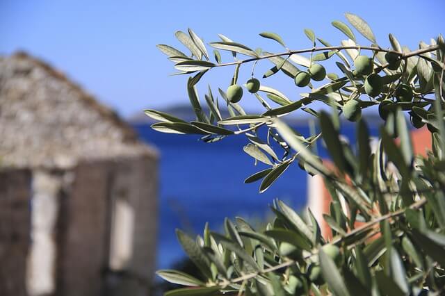 olive leaf oil