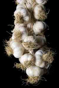 Storing Garlic