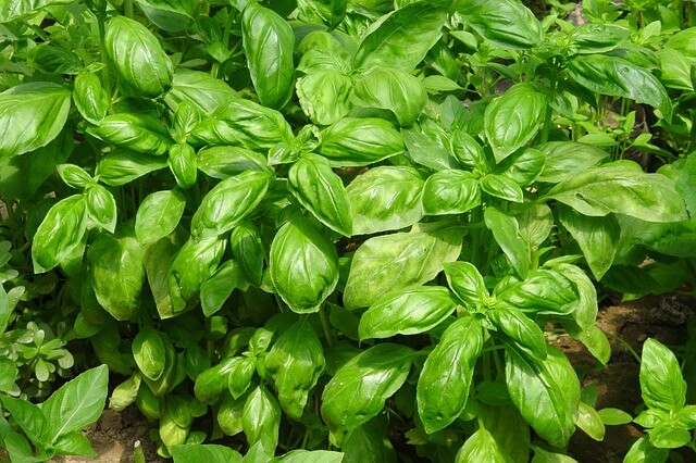 basil