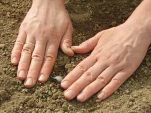 planting garlic